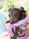 chickpea, after the shower. 2005-11-22, Sony Cybershot DSC-F717. keywords: pteropus conspicillatus, spectacled flying-fox, brillenflughund, baby, babies