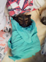 little one, sleeping