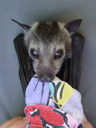 classic james - always biting into something. 2005-11-16, Sony Cybershot DSC-F717. keywords: pteropus conspicillatus, spectacled flying-fox, brillenflughund, baby, babies