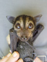 tom. 2005-11-16, Sony Cybershot DSC-F717. keywords: pteropus conspicillatus, spectacled flying-fox, brillenflughund, baby, babies