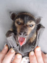 vincent, yawning. 2005-11-20, Sony Cybershot DSC-F717. keywords: pteropus conspicillatus, spectacled flying-fox, brillenflughund, baby, babies