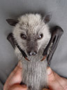 aspen-jane. 2005-11-20, Sony Cybershot DSC-F717. keywords: pteropus conspicillatus, spectacled flying-fox, brillenflughund, baby, babies