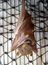 eastern tubenosed bat (nyctimene robinsoni). 2005-11-17, Sony Cybershot DSC-F717. keywords: flughund, megachiroptera, bat