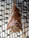 eastern tubenosed bat (nyctimene robinsoni)