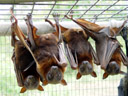 little red flying foxes (pteropus scapulatus). 2005-11-17, Sony Cybershot DSC-F717. keywords: flughund, megachiroptera, bat