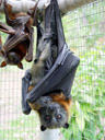 grey-headed flying-fox (pteropus poliocephalus), with cub