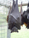 grey-headed flying-fox (pteropus poliocephalus)