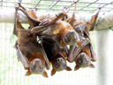 little red flying foxes (pteropus scapulatus)