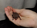 a freetail bat (mormopterus sp.). 2005-11-19, Sony Cybershot DSC-F717. keywords: vespertilionidae