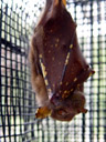 eastern tubenosed bat (nyctimene robinsoni). 2005-11-20, Sony Cybershot DSC-F717. keywords: flughund, megachiroptera, bat