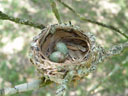 nest of an eastern yellow robin (eopsaltria australis). 2005-11-19, Sony Cybershot DSC-F717. keywords: gelbkehlchen, gelbbrustgirlitz, bird's nest, vogelnest, goldbauchschnäpper, eggs