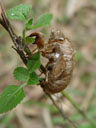 skin/cuticula of a cicada (after ecdysis). 2005-11-19, Sony Cybershot DSC-F717.