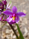 eine orchidee(?) || foto details: 2005-11-20, tolga / queensland / australia, Sony Cybershot DSC-F717.