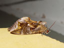 pretty big moth. 2005-11-22, Sony Cybershot DSC-F717.