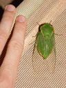an enormous cicada - northern greengrocer (cyclochila virens). 2005-11-22, Sony Cybershot DSC-F717.