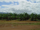 am bus nach tolga - bananenplantage || foto details: 2005-11-15, cairns / queensland / australia, Sony Cybershot DSC-F717.