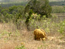 termite mound. 2005-11-25, Sony Cybershot DSC-F717.