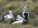 australian pelicans (pelecanus conspicillatus). 2005-11-23, Sony Cybershot DSC-F717.