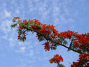 flame tree (delonix regia). 2005-11-23, Sony Cybershot DSC-F717. keywords: Royal Poinciana, Gulmohar, Flamboyant Tree, Peacock Flower, Flame of the Forest