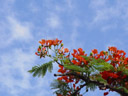 flame tree (delonix regia). 2005-11-23, Sony Cybershot DSC-F717. keywords: Royal Poinciana, Gulmohar, Flamboyant Tree, Peacock Flower, Flame of the Forest