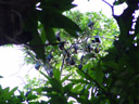 spectacled flying-foxes (pteropus conspicillatus), near the city center. 2005-11-23, Sony Cybershot DSC-F717.
