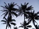 palmen, an der esplanade || foto details: 2005-11-23, cairns / queensland / australia, Sony Cybershot DSC-F717.