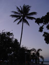 palms, on the esplanade. 2005-11-23, Sony Cybershot DSC-F717.