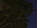 rainbow lorikeets (trichoglossus haematodus) group up for the night. 2005-11-23, Sony Cybershot DSC-F717.