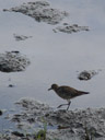 sharp-tailed sandpiper (calidris acuminata)
