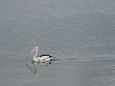 australian pelican (pelecanus conspicillatus). 2005-11-24, Sony Cybershot DSC-F717.