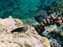 eine grundel || foto details: 2005-11-25, great barrier reef / australia, Kodak Ultra Sport (disposable).