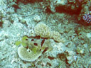 masken-kugelfisch (diodon liturosus) || foto details: 2005-11-25, great barrier reef / australia, Kodak Ultra Sport (disposable). keywords: igelfisch