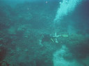 taucher || foto details: 2005-11-25, great barrier reef / australia, Kodak Ultra Sport (disposable).