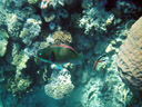 ein papageifisch (scarus sp.) || foto details: 2005-11-25, great barrier reef / australia, Kodak Ultra Sport (disposable).