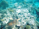suppenschildkröte (chelonia mydas) || foto details: 2005-11-25, great barrier reef / australia, Kodak Ultra Sport (disposable).