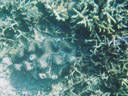 grosse riesenmuschel (tridacna gigas) || foto details: 2005-11-25, great barrier reef / australia, Kodak Ultra Sport (disposable).