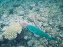 kugelkopf-papageifisch (scarus sordidus) || foto details: 2005-11-25, great barrier reef / australia, Kodak Ultra Sport (disposable).