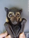 magenta - flying fox baby