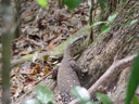 a monitor lizard (varanus sp.). 2005-11-26, Sony Cybershot DSC-F717.