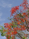 flowering tree. 2005-11-26, Sony Cybershot DSC-F717. keywords: orange bells, flowers