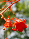 bright orange flowers