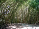 bamboo forest. 2005-11-26, Sony Cybershot DSC-F717.