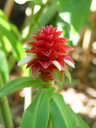 spiral ginger (costus barbatus). 2005-11-26, Sony Cybershot DSC-F717. keywords: red white flower