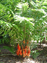 beehive ginger (zingiber sp.)