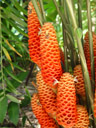 beehive ginger (zingiber sp.)