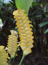 calathea crotalifera || foto details: 2005-11-26, cairns / australia, Sony Cybershot DSC-F717. keywords: shakers, rattle, rattlesnake plant
