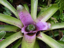 a bromeliad (neoregelia concentrica var. albomarginata). 2005-11-26, Sony Cybershot DSC-F717.