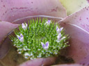 a bromeliad (neoregelia concentrica var. albomarginata). 2005-11-26, Sony Cybershot DSC-F717.