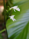 calathea lietzii. 2005-11-26, Sony Cybershot DSC-F717. keywords: white flower