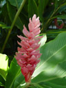 red ginger (alpinia purpurata)